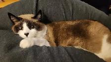 Lost Siamese Cat - Photo 3