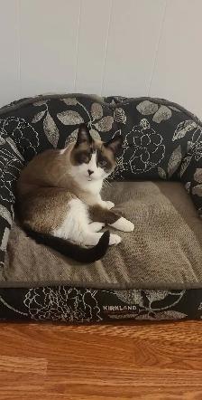Lost Siamese Cat - Photo 4