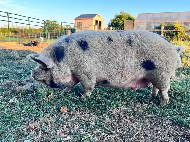 3 male kune kune piglets 14 weeks old