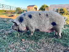 3 male kune kune piglets 14 weeks old