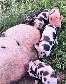 3 male kune kune piglets 14 weeks old - Photo 2