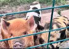 3 male kune kune piglets 14 weeks old - Photo 3