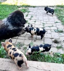 3 male kune kune piglets 14 weeks old - Photo 4