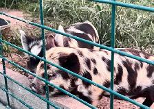 3 male kune kune piglets 14 weeks old - Photo 5