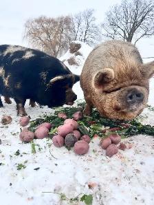 3 male kune kune piglets 14 weeks old - Photo 6