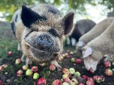 3 male kune kune piglets 14 weeks old - Photo 7
