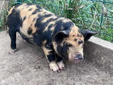 3 male kune kune piglets 14 weeks old - Photo 8