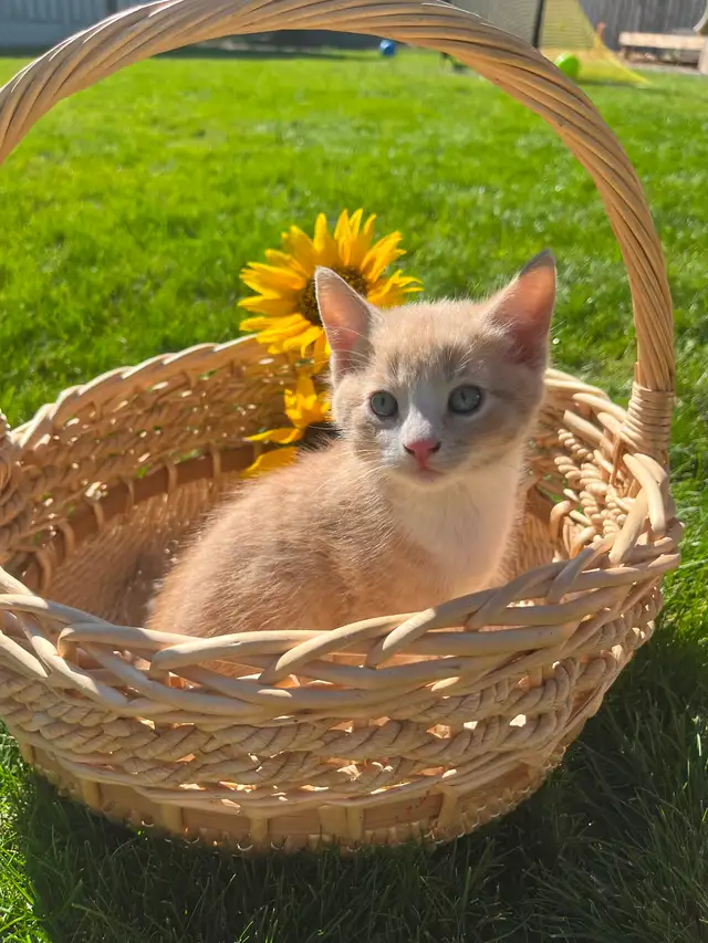 Farm kittens in the city