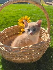 Farm kittens in the city