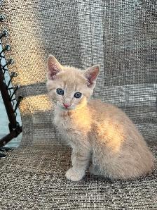 Farm kittens in the city - Photo 2