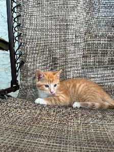 Farm kittens in the city - Photo 3