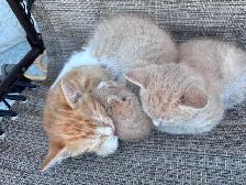 Farm kittens in the city - Photo 4