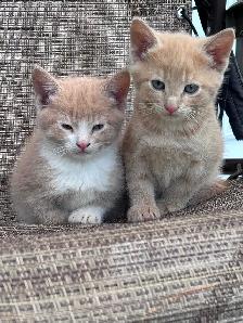 Farm kittens in the city - Photo 5