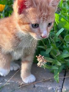 Farm kittens in the city - Photo 6