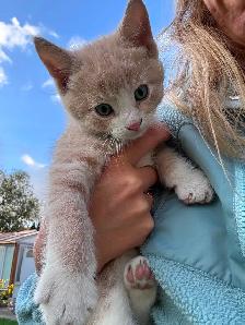 Farm kittens in the city - Photo 7