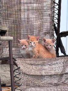 Farm kittens in the city - Photo 8