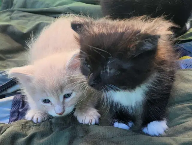 Domestic Kittens