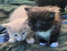 Domestic Kittens