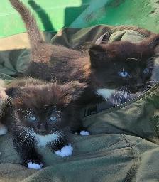 Domestic Kittens - Photo 2