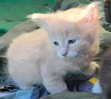 Domestic Kittens - Photo 3