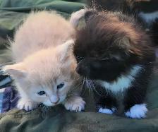 Domestic Kittens - Photo 4