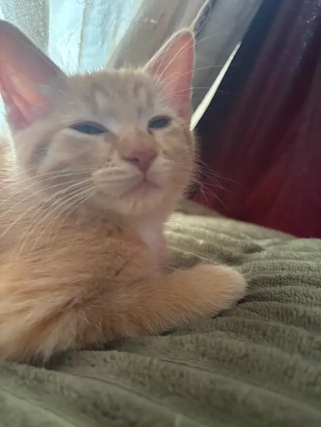 kittens for free to GOOD home please