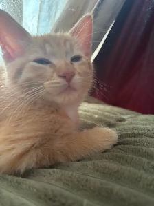 kittens for free to GOOD home please