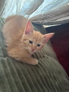 kittens for free to GOOD home please - Photo 2