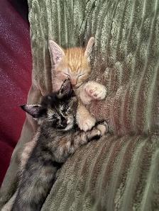 kittens for free to GOOD home please - Photo 3