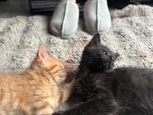 kittens for free to GOOD home please - Photo 4
