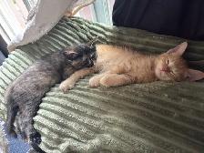 kittens for free to GOOD home please - Photo 6