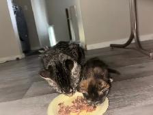 kittens for free to GOOD home please - Photo 7