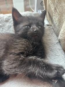 kittens for free to GOOD home please - Photo 8