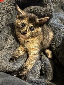 kittens for free to GOOD home please - Photo 9