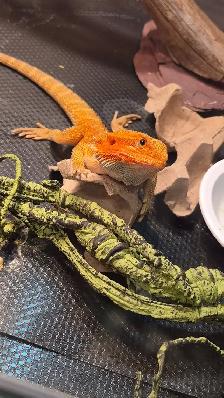 Dragon barbu - Photo 2