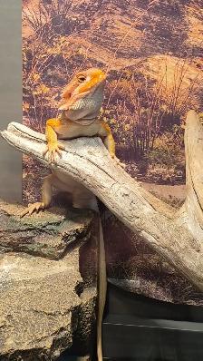 Dragon barbu - Photo 3