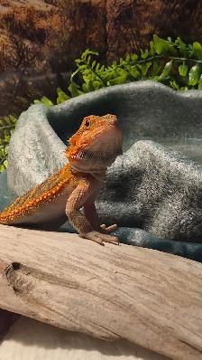Dragon barbu - Photo 4