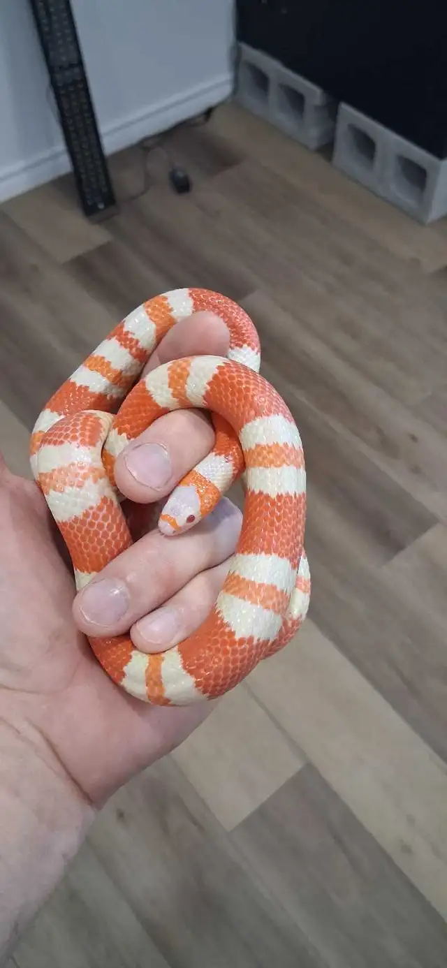 Male Hondurian Milksnake Tangerine Albino 2025
