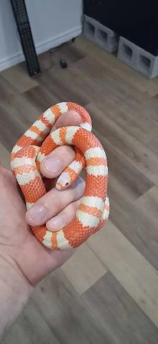 Male Hondurian Milksnake Tangerine Albino 2025