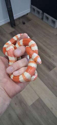 Male Hondurian Milksnake Tangerine Albino 2025 - Photo 2
