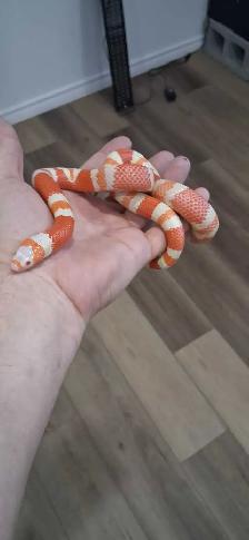 Male Hondurian Milksnake Tangerine Albino 2025 - Photo 3