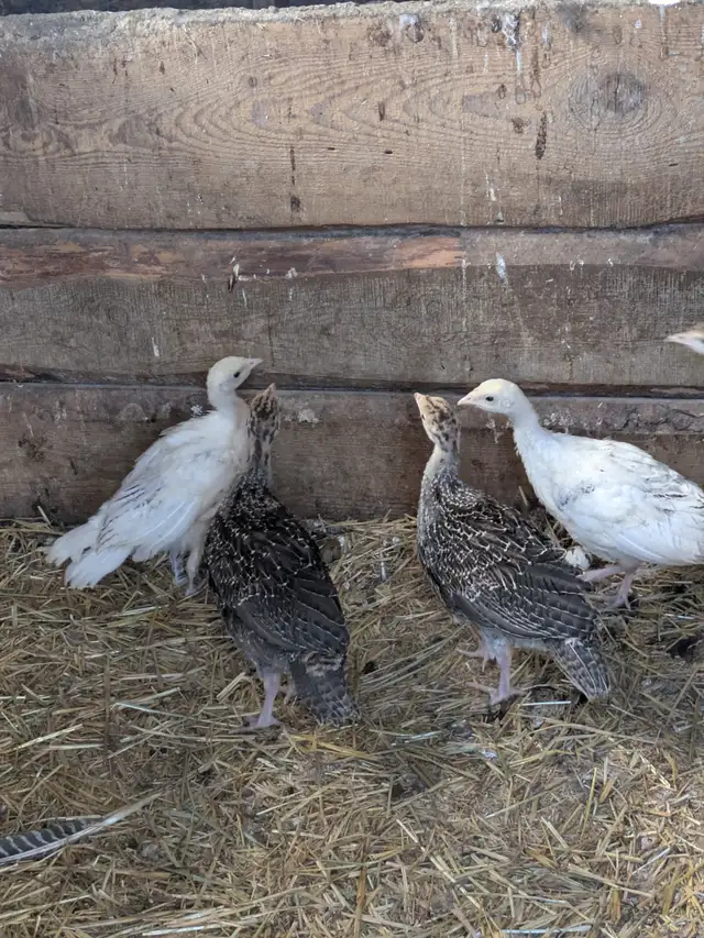 Merriam Turkey Chicks