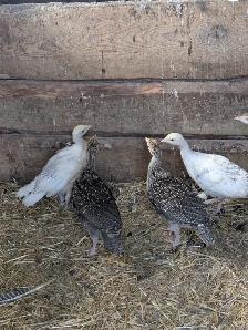 Merriam Turkey Chicks