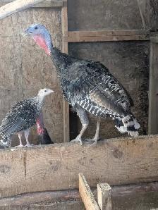 Merriam Turkey Chicks - Photo 2
