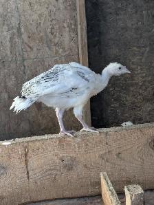 Merriam Turkey Chicks - Photo 3
