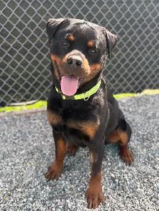 Rottweiler