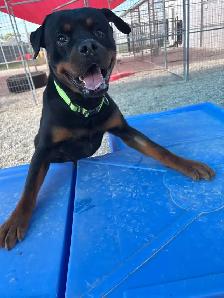 Rottweiler - Photo 2