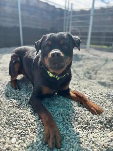 Rottweiler - Photo 3