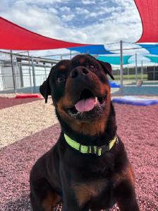 Rottweiler - Photo 4