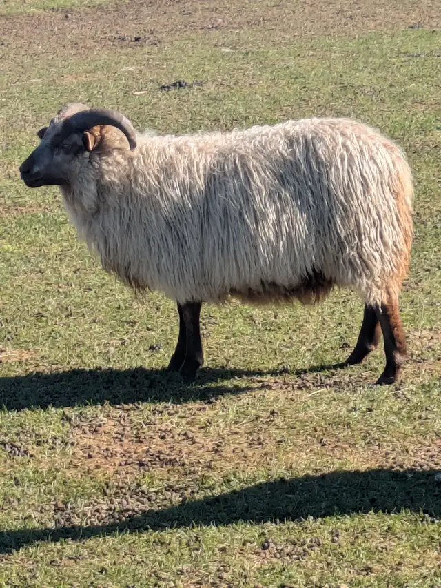 Icelandic Ram Lambs
